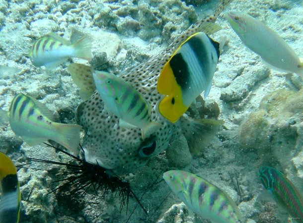 39- Diodon mangeur d'oursin entoure de poissons divers 